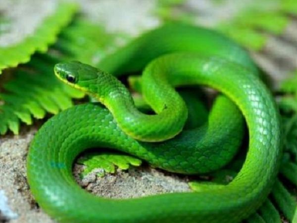 Mơ thấy rắn xanh lục là điềm báo xấu hay tốt?