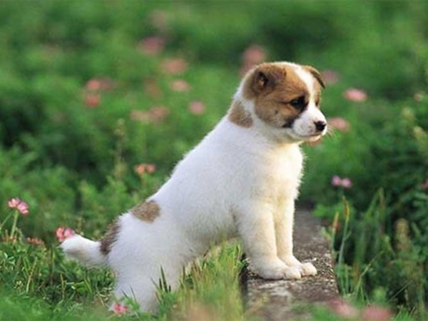 Vận trình suôn sẻ với số hanh thông tuổi Tuất 30/11/2025